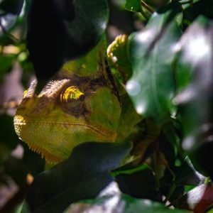 Devil Flower Mantis – Subadult