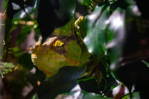 Devil Flower Mantis – Subadult