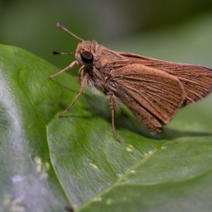 Giant Asian Mantis – Female