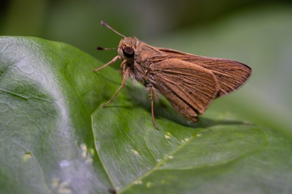 Giant Asian Mantis – Female
