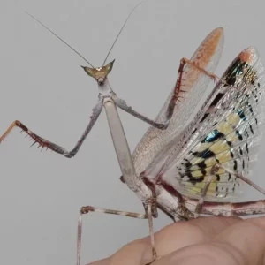 Cat Eye Mantis – Young Nymph