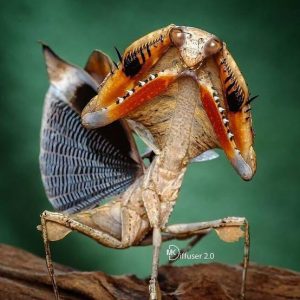 Dead Leaf Mantis (Deroplatys desiccata)