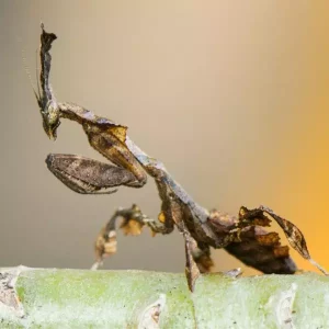 Ghost Mantis – L3 Nymph
